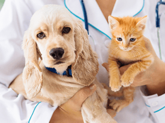 Chien et chat chez vétérinaire